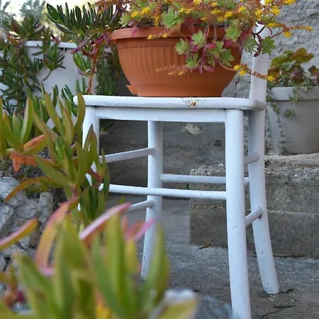 Greenvine * Zara