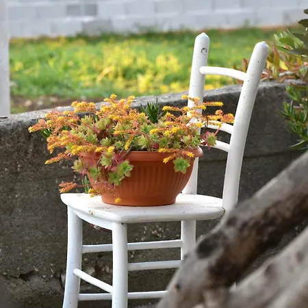 公寓 Greenvine 扎达尔